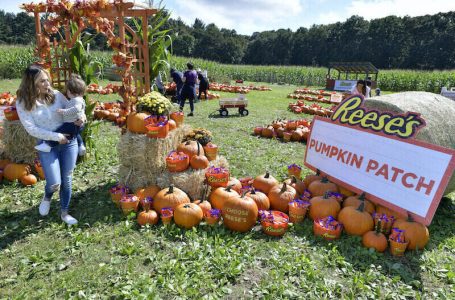 The Reeseís brand created the first-ever chocolate and peanut butter pumpkin patch at Krochmal Farms on Saturday Sept. 18., 2021 outside of Salem, Mass.  Reeseís Pumpkins claims to be the official pumpkins of Halloween, so they filled the pumpkin patch with Reeseís Peanut Butter Pumpkins and asked visitors to pick a Reeseís Pumpkin or a farm pumpkin. (Josh Reynolds/AP Images for The Reeseís Brand)